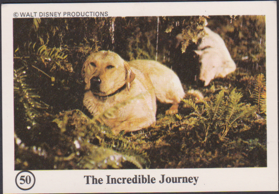 Typhoo Wonderful World of Disney No 50 The Incredible Journey - Click Image to Close