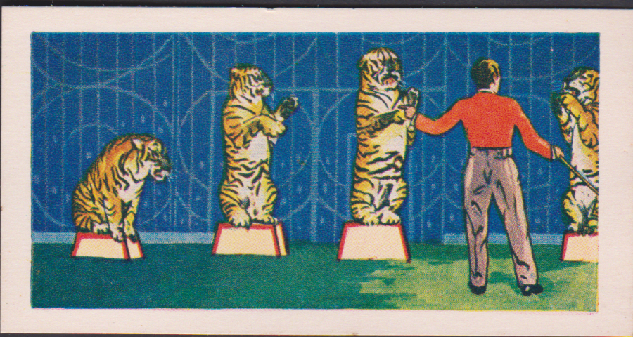 Bakers Bubblegum Circus Scenes No 14 Combined Tiger Act