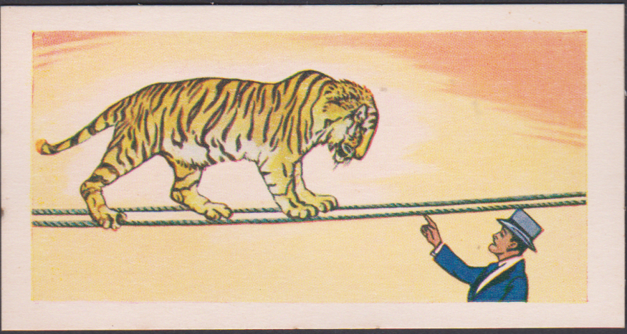 Bakers Bubblegum Circus Scenes No 15 Tiger On Tightropes - Click Image to Close