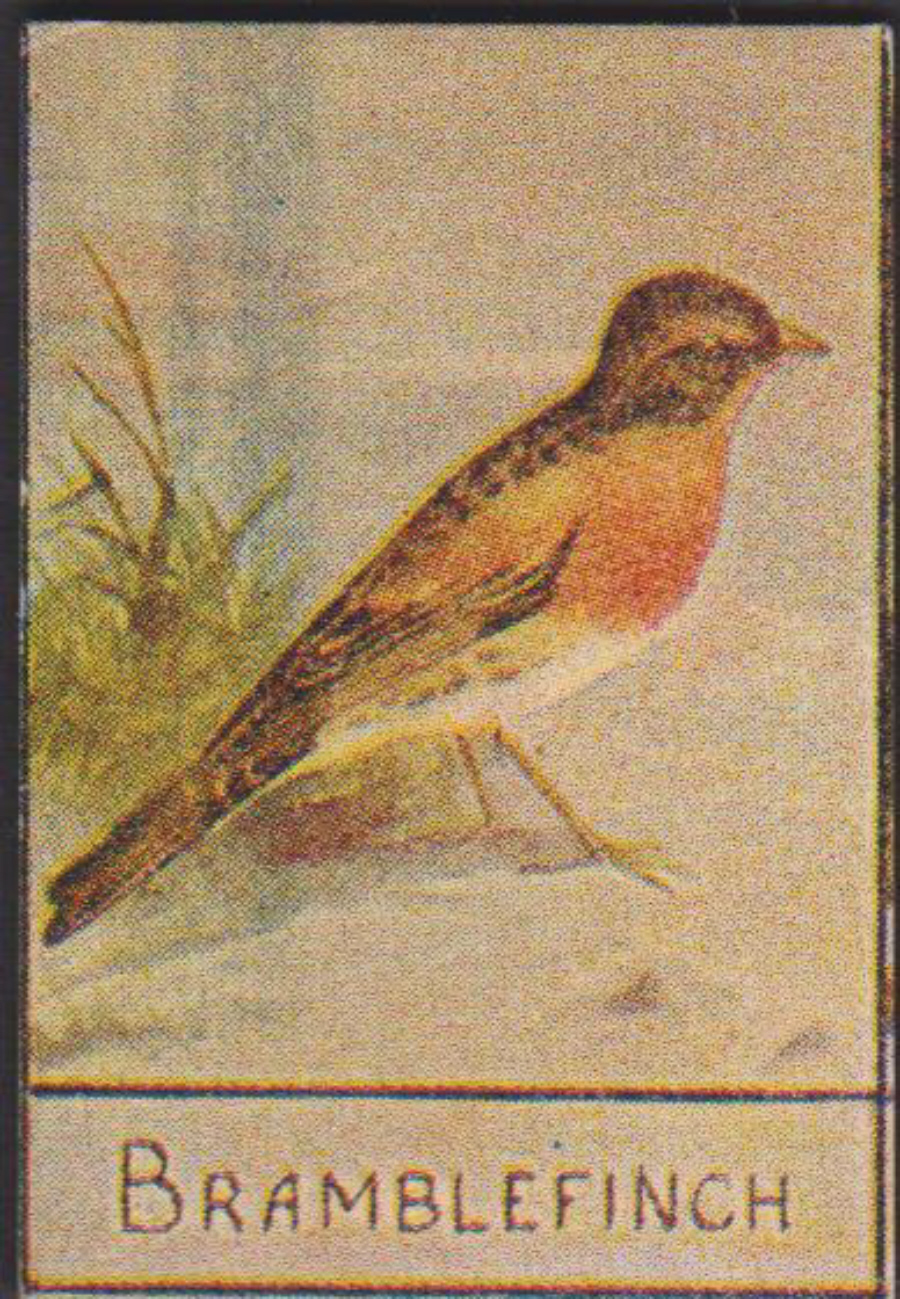 Spratt's British Bird Series Numbered No 71 Bramblefinch