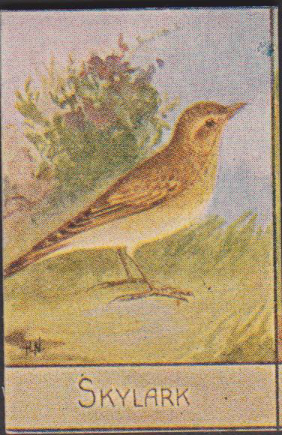 Spratt's British Bird Series Numbered No 53 Skylark