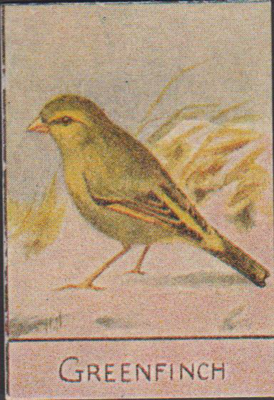 Spratt's British Bird Series Numbered No 67 Greenfinch