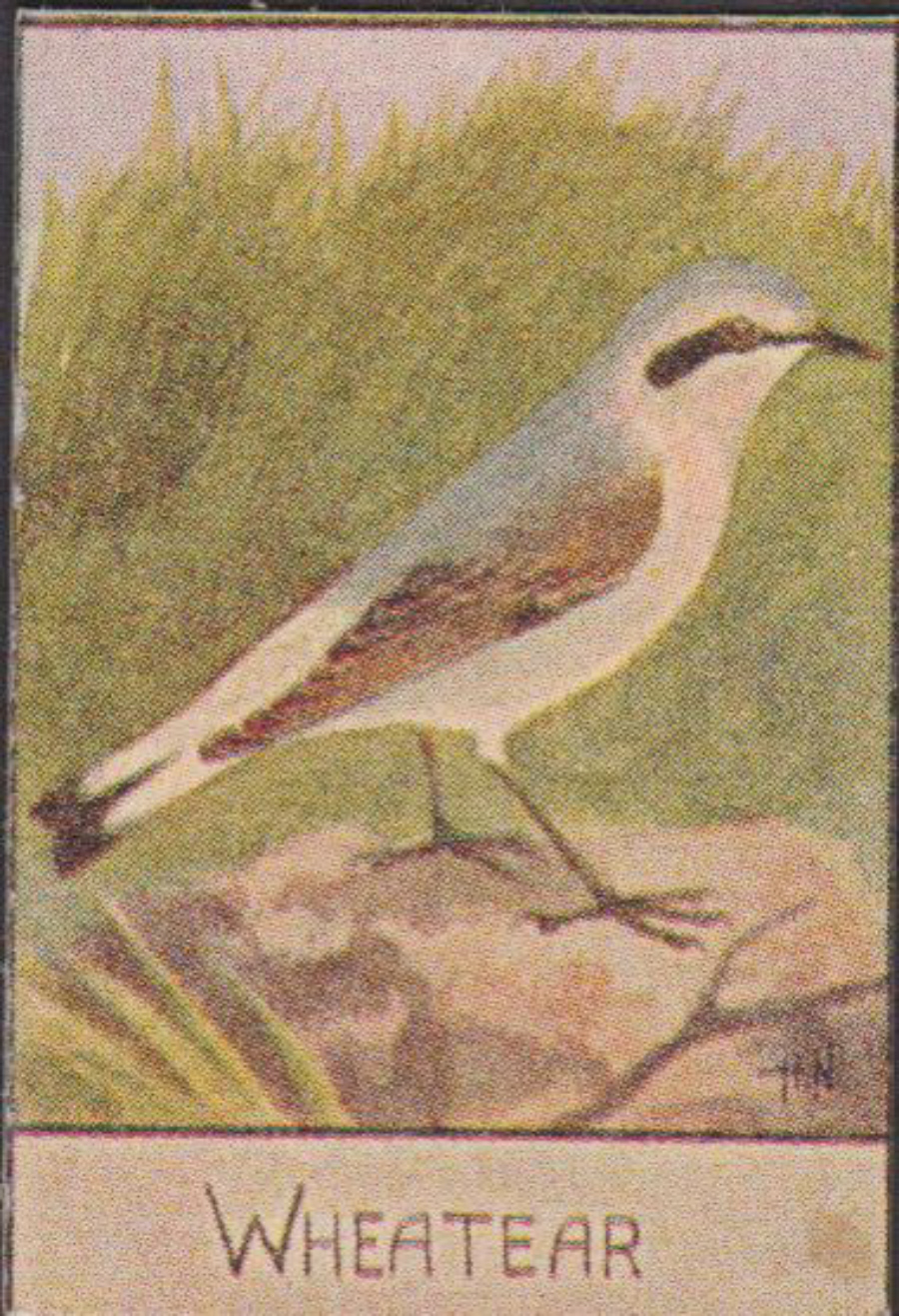 Spratt's British Bird Series Numbered No 62 Wheatwear
