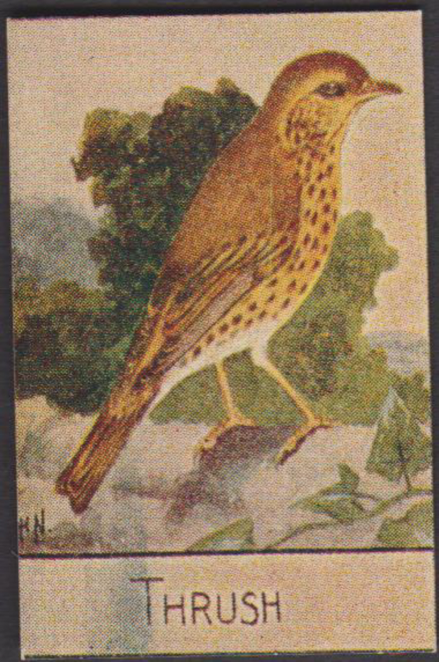 Spratt's British Bird Series Numbered No 61 Thrush