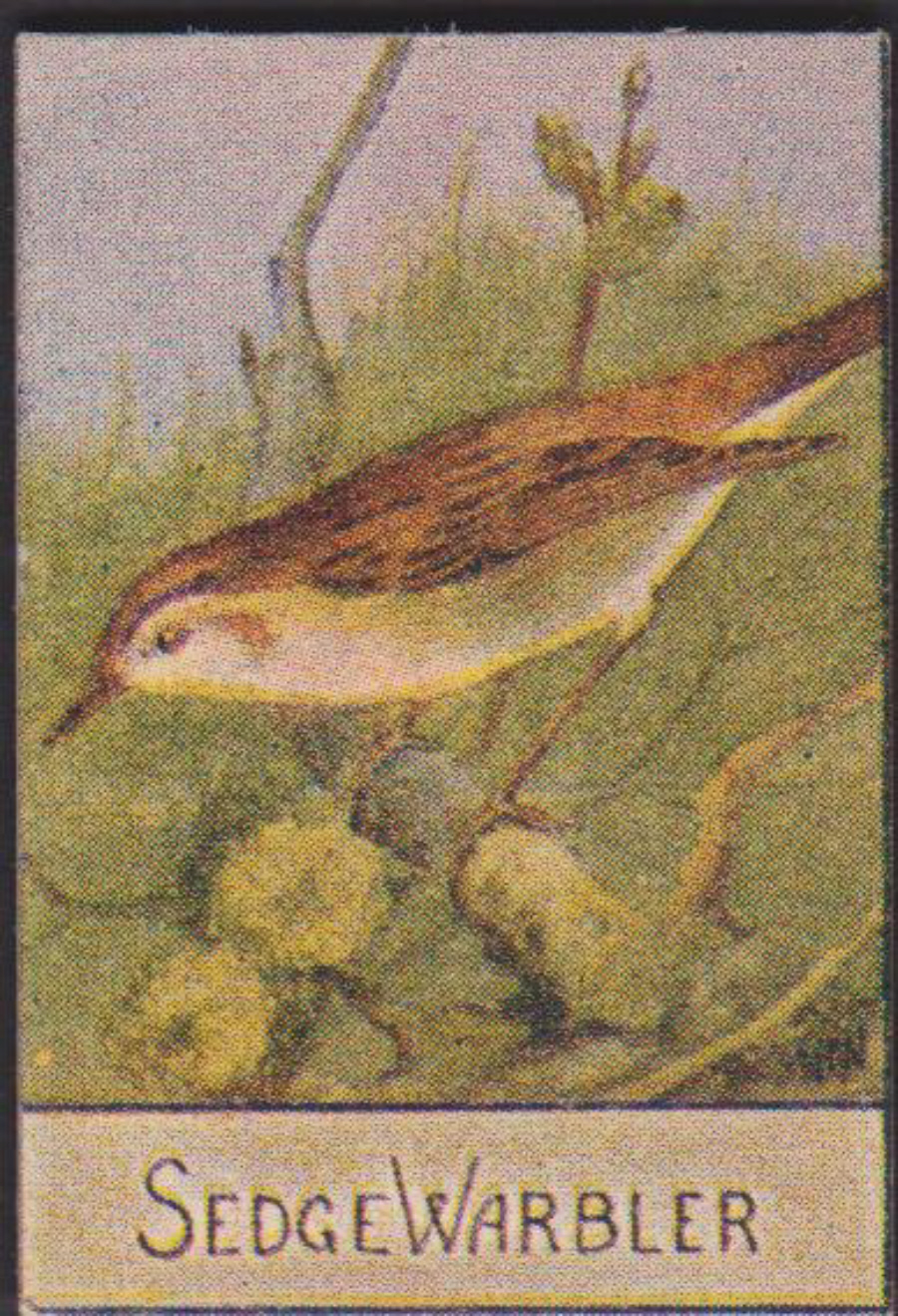 Spratt's British Bird Series Numbered No 75 Sedge Warbler