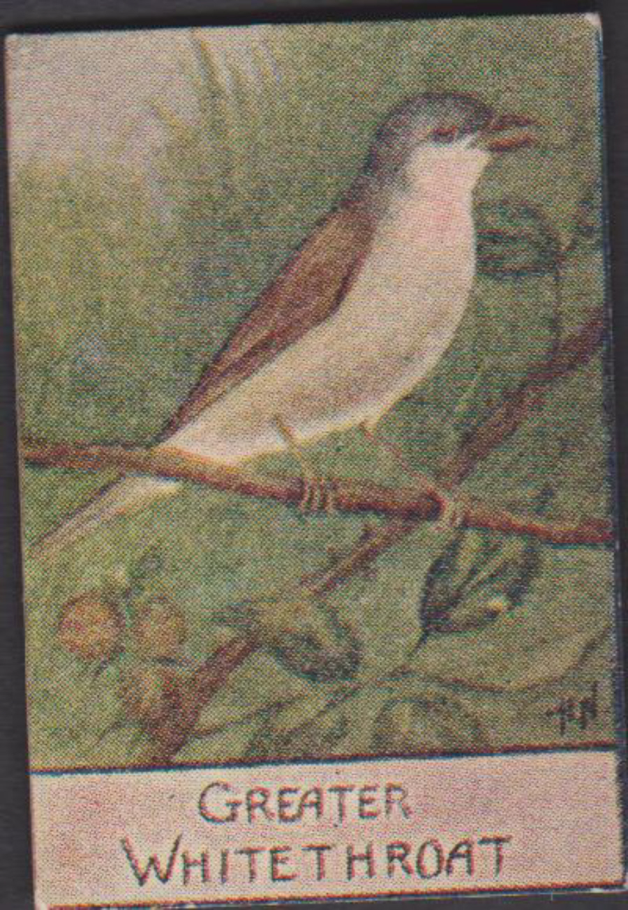 Spratt's British Bird Series Numbered No 70 Greater Whitethroat