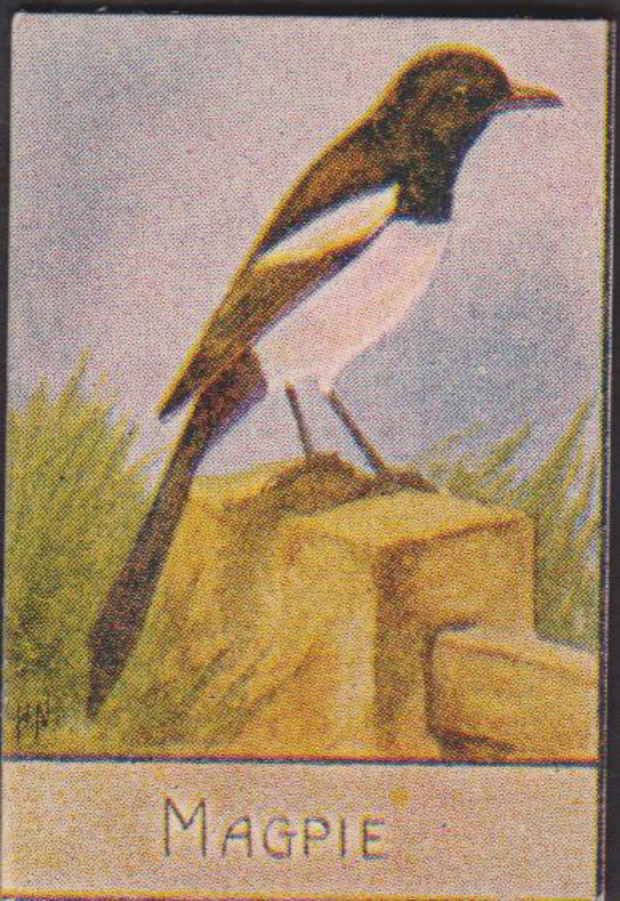 Spratt's British Bird Series Numbered No 65 Magpie