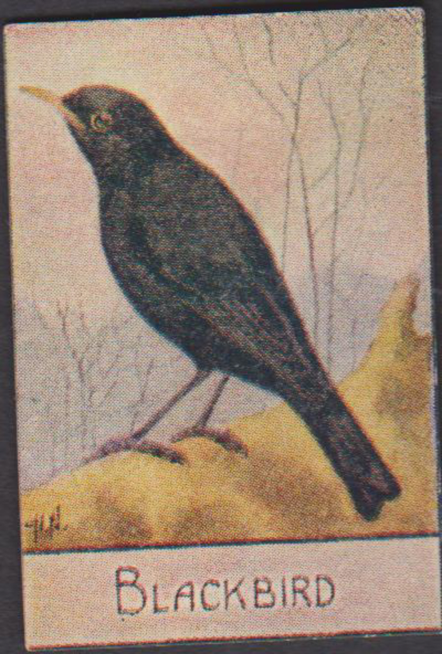 Spratt's British Bird Series Numbered No 60 Blackbird