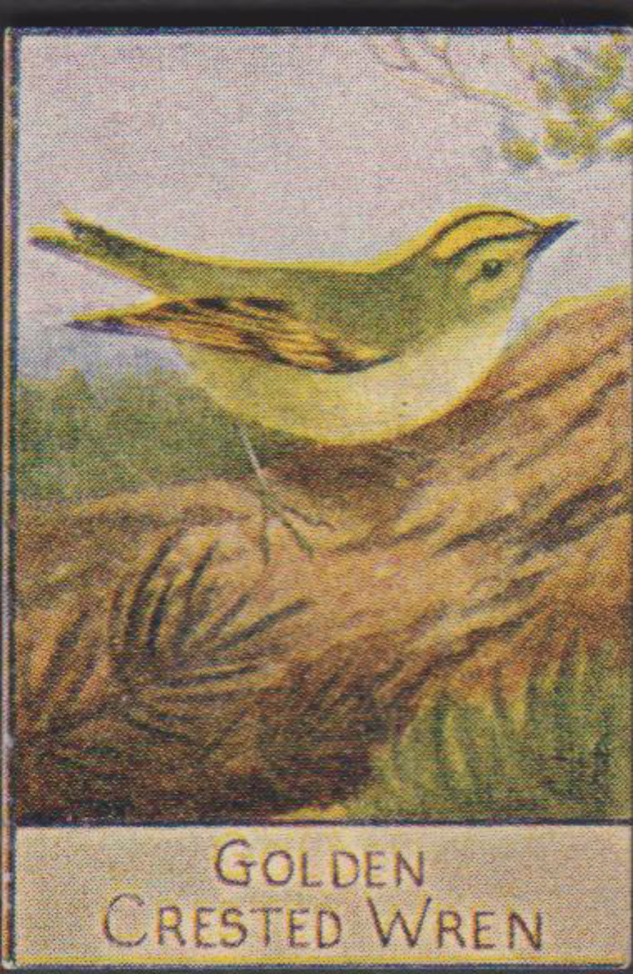 Spratt's British Bird Series Numbered No 55 Golden Crested Wren