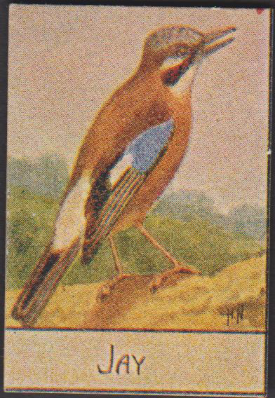 Spratt's British Bird Series Numbered No 74 Jay