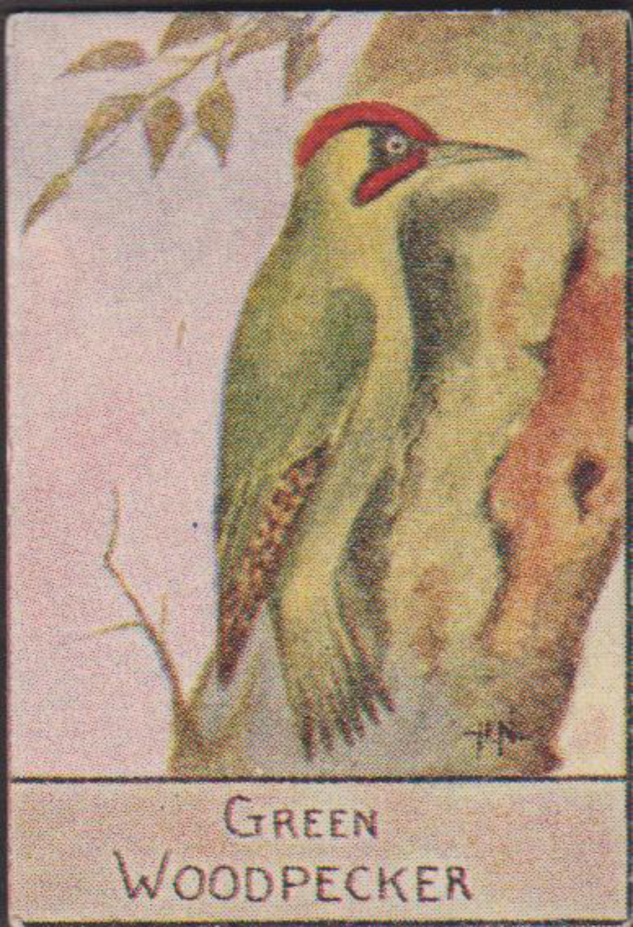 Spratt's British Bird Series Numbered No 69 Green Woodpecker
