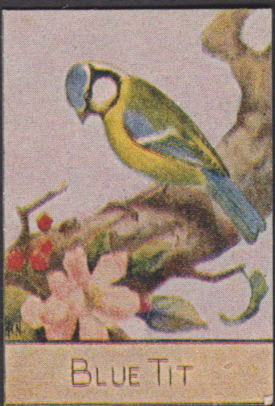 Spratt's British Bird Series Numbered No 64 Blue Tit