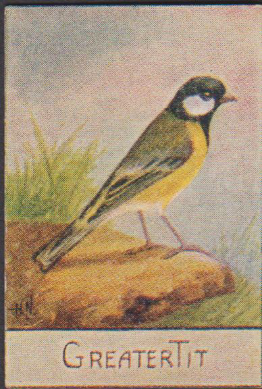 Spratt's British Bird Series Numbered No 59 Greater Tit