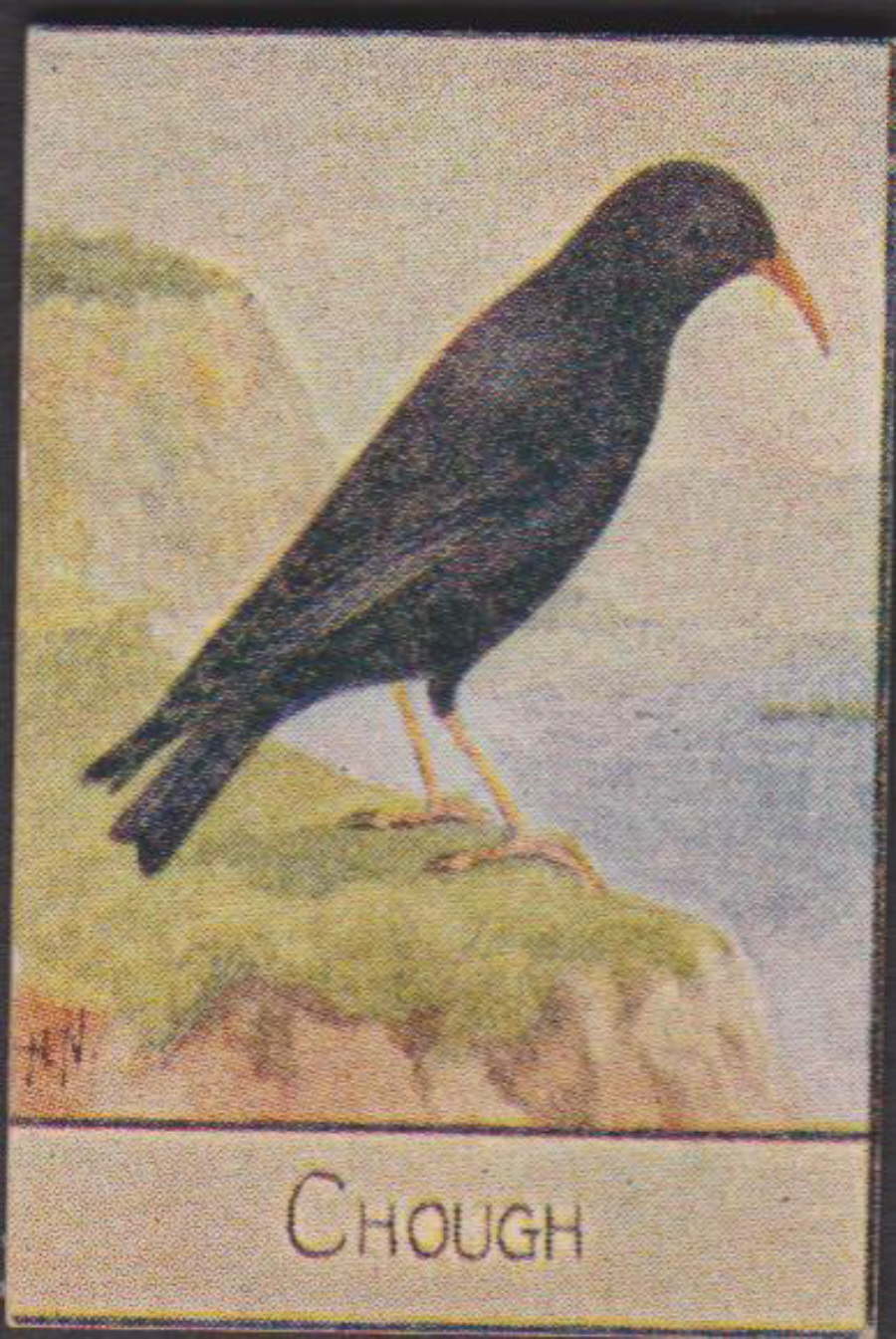 Spratt's British Bird Series Numbered No 54 Chough