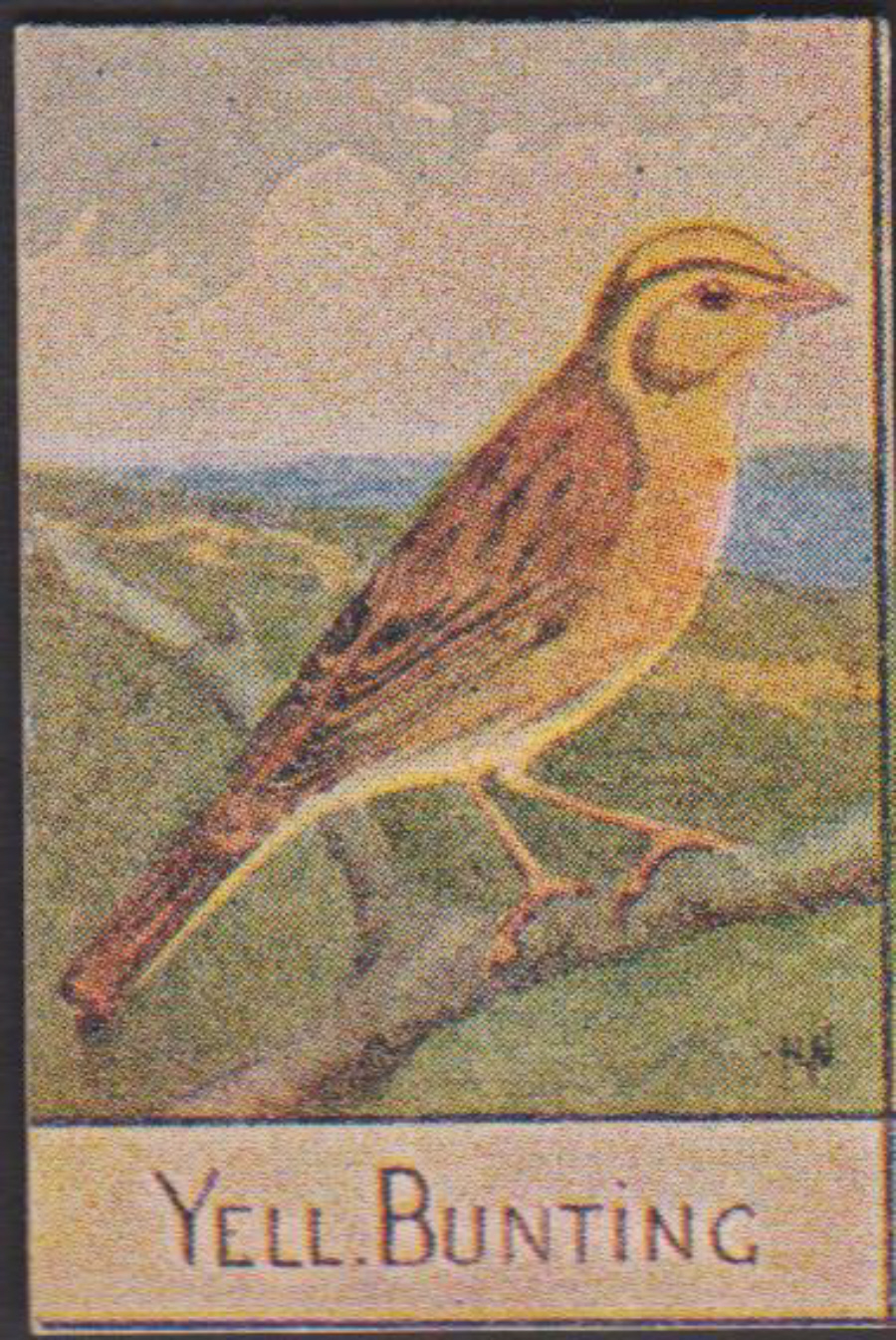 Spratt's British Bird Series Numbered No 73 Yell Bunting