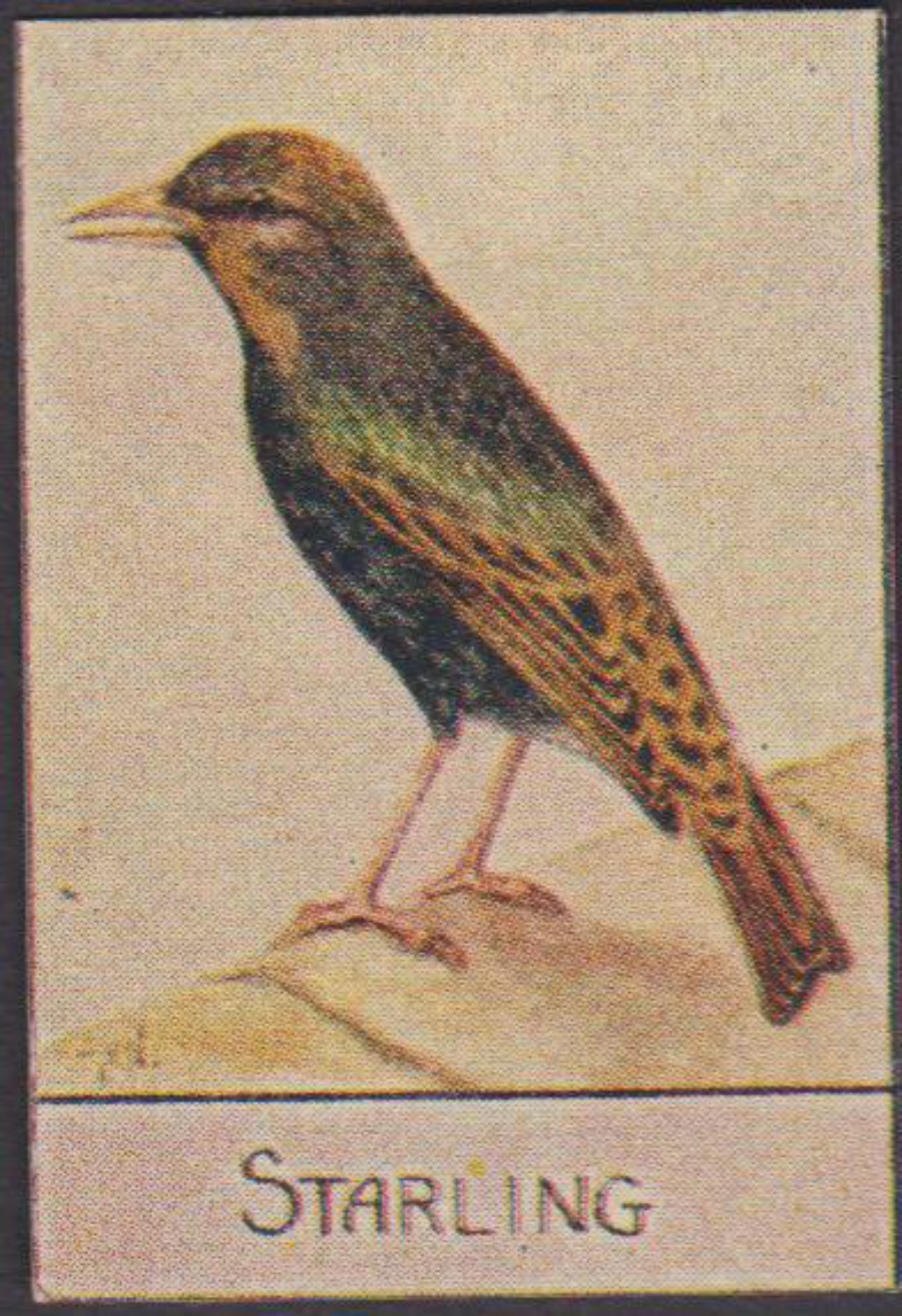 Spratt's British Bird Series Numbered No 68 Starling