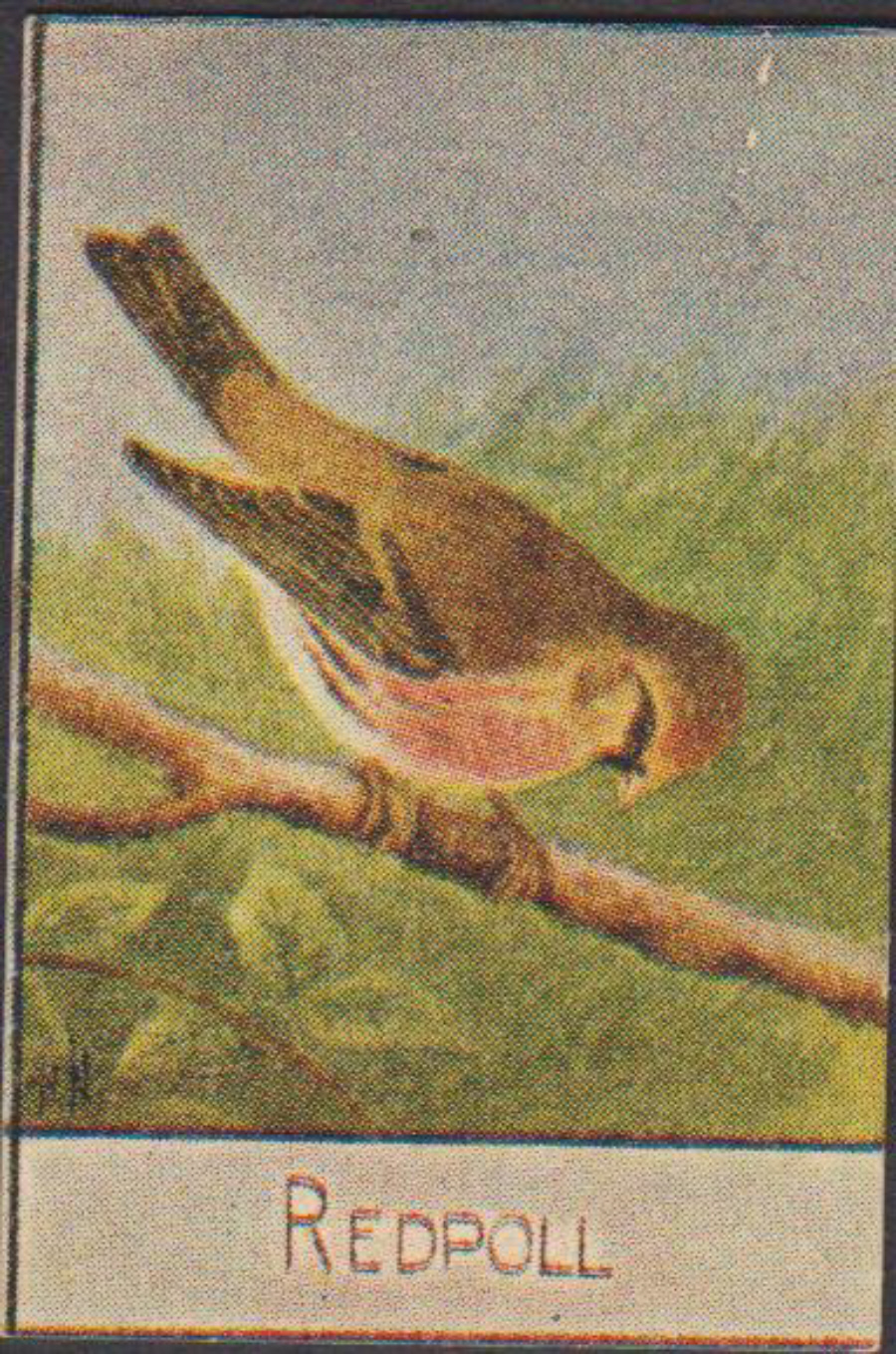 Spratt's British Bird Series Numbered No 54 Redpol