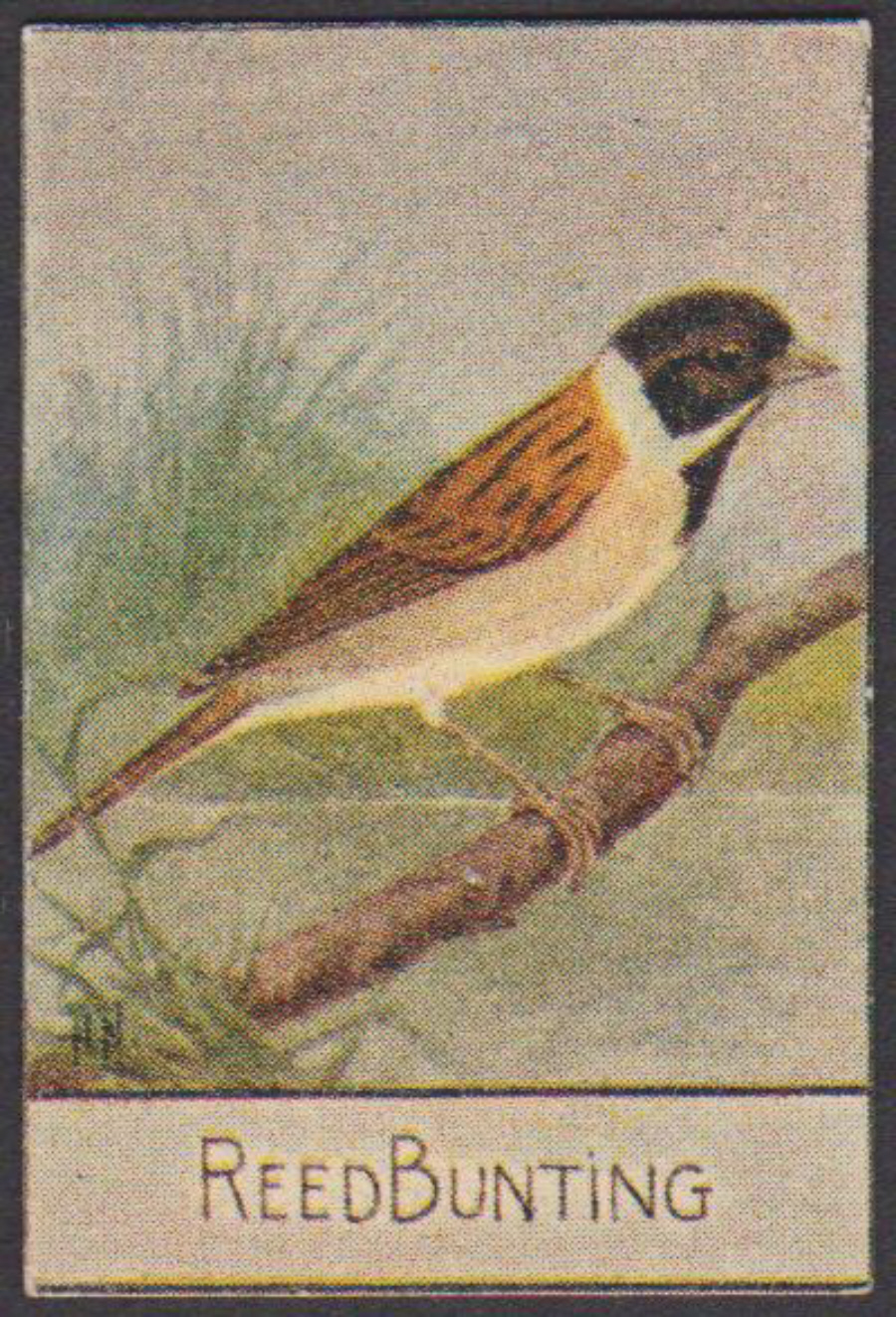 Spratt's British Bird Series Numbered No 57 Reed Bunting