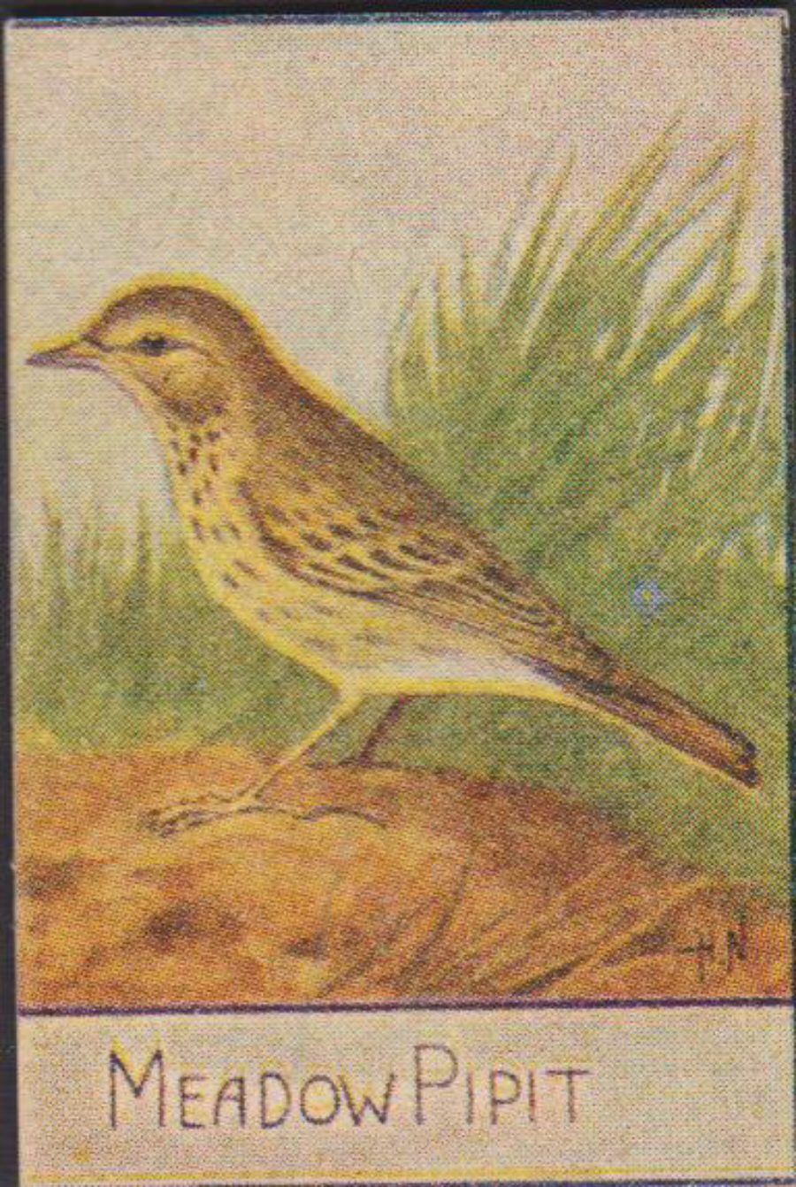 Spratt's British Bird Series Numbered No 56 Meadow Pipit