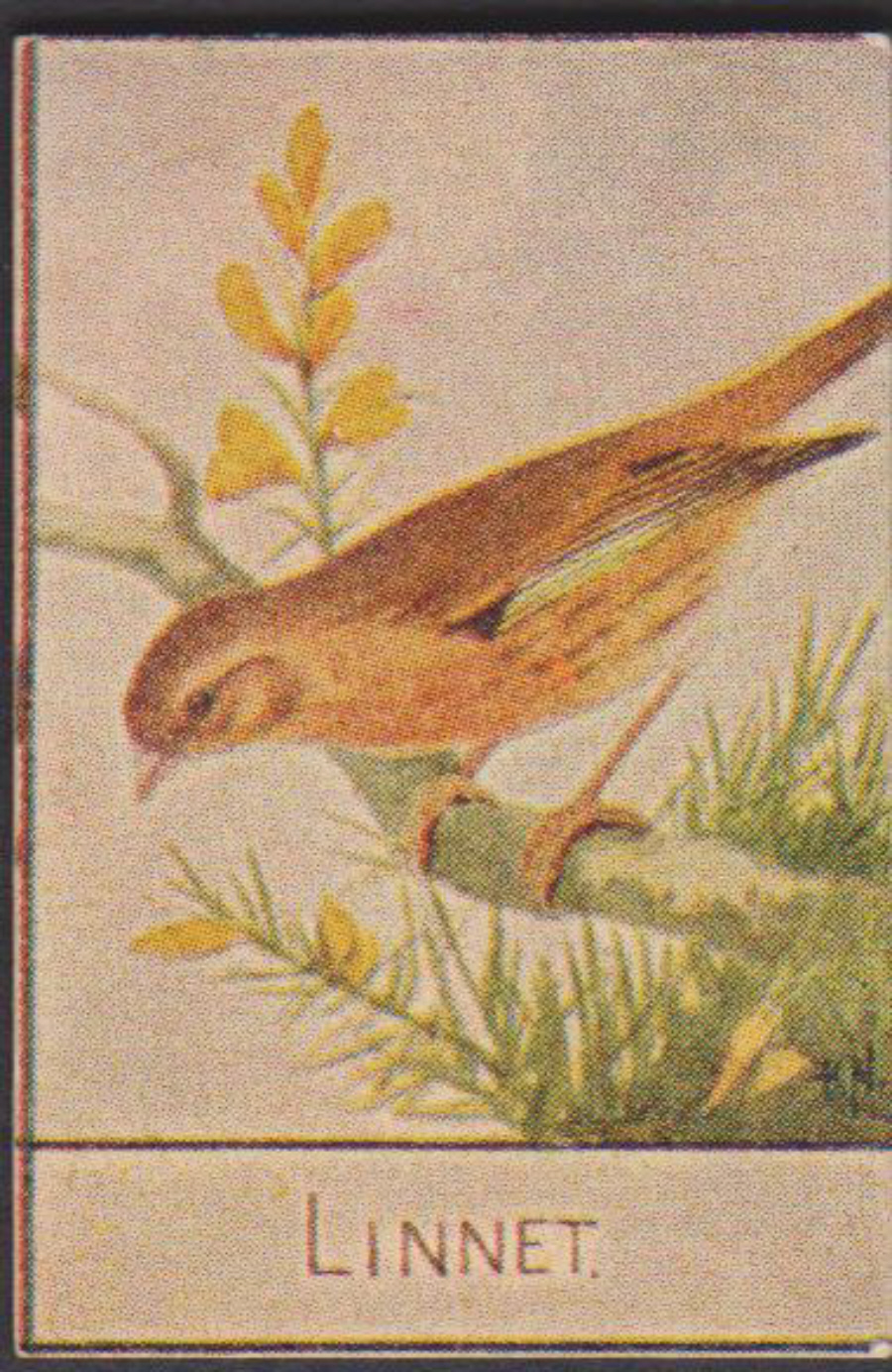 Spratt's British Bird Series Numbered No 52 Linnet