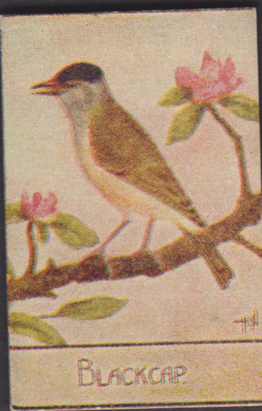 Spratt's British Bird Series Numbered No 51 Blackcap - Click Image to Close