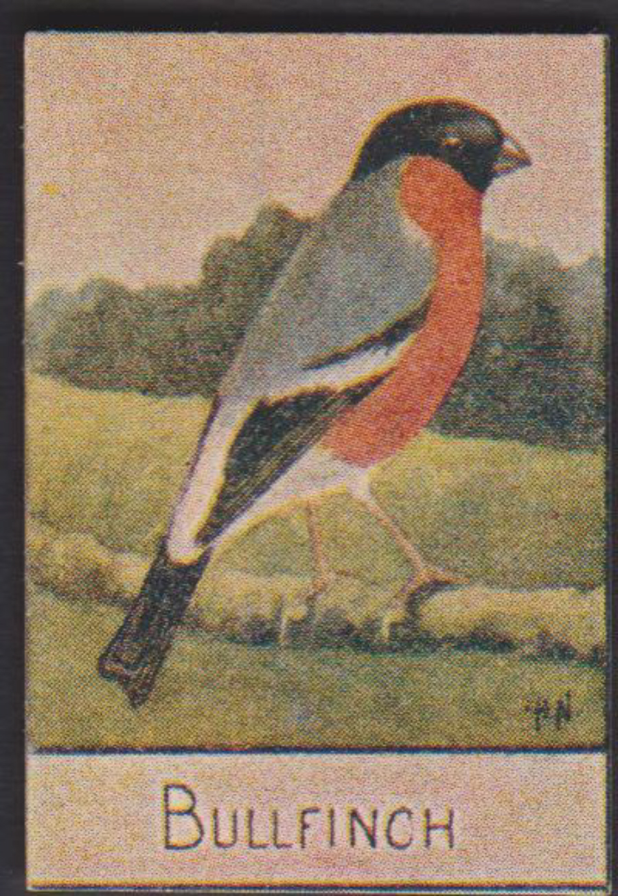 Spratt's British Bird Series Numbered No 76 Bullfinch