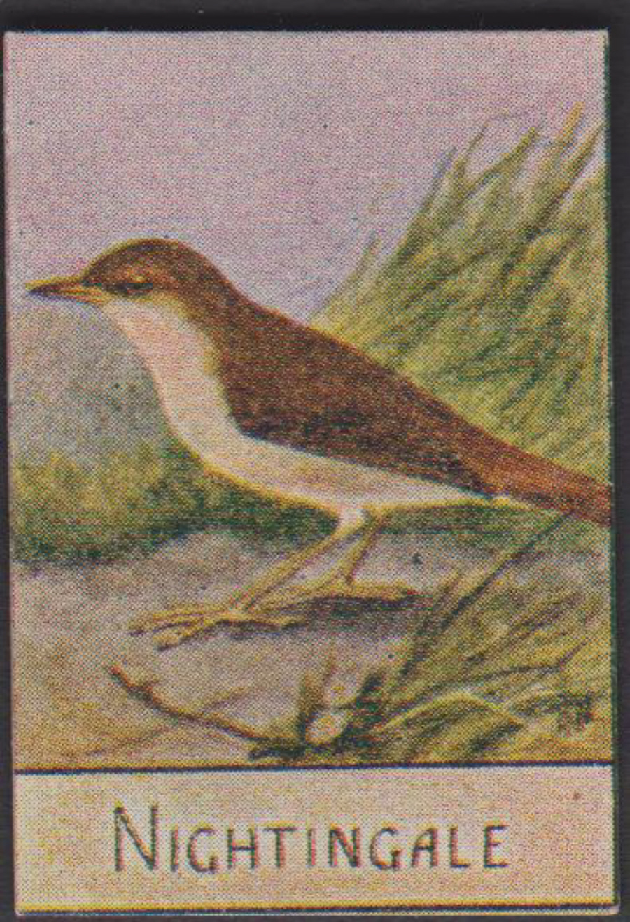 Spratt's British Bird Series Numbered No 77 Nightingale