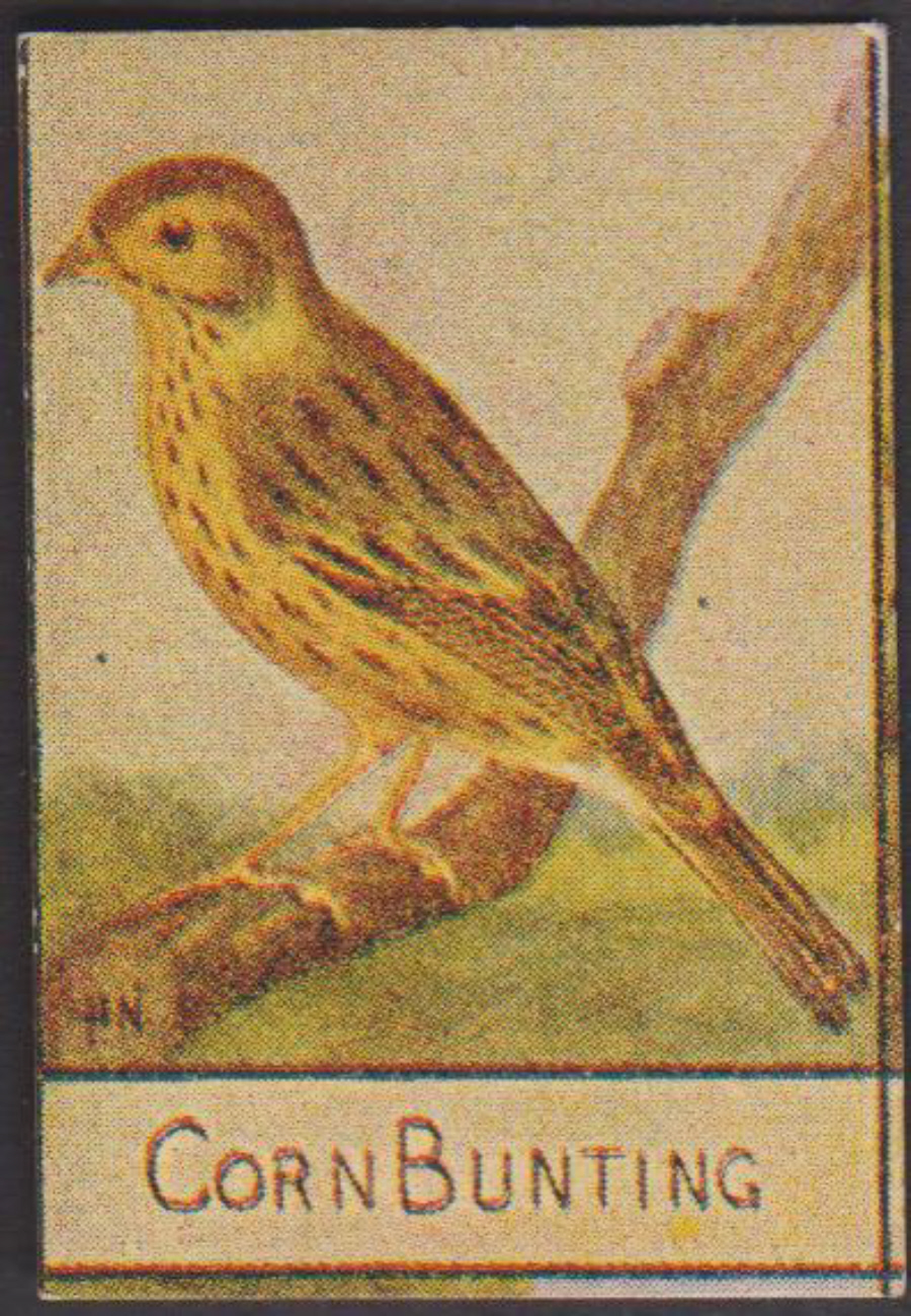 Spratt's British Bird Series Numbered No 81 Corn Bunting