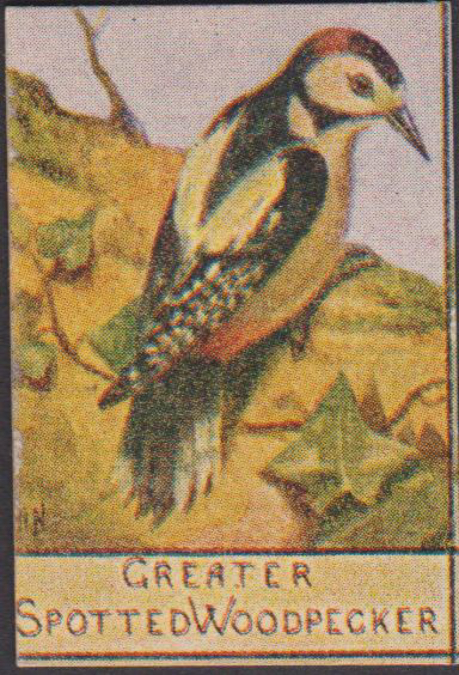 Spratt's British Bird Series Numbered No 82 Greater Spotted Woodpecker