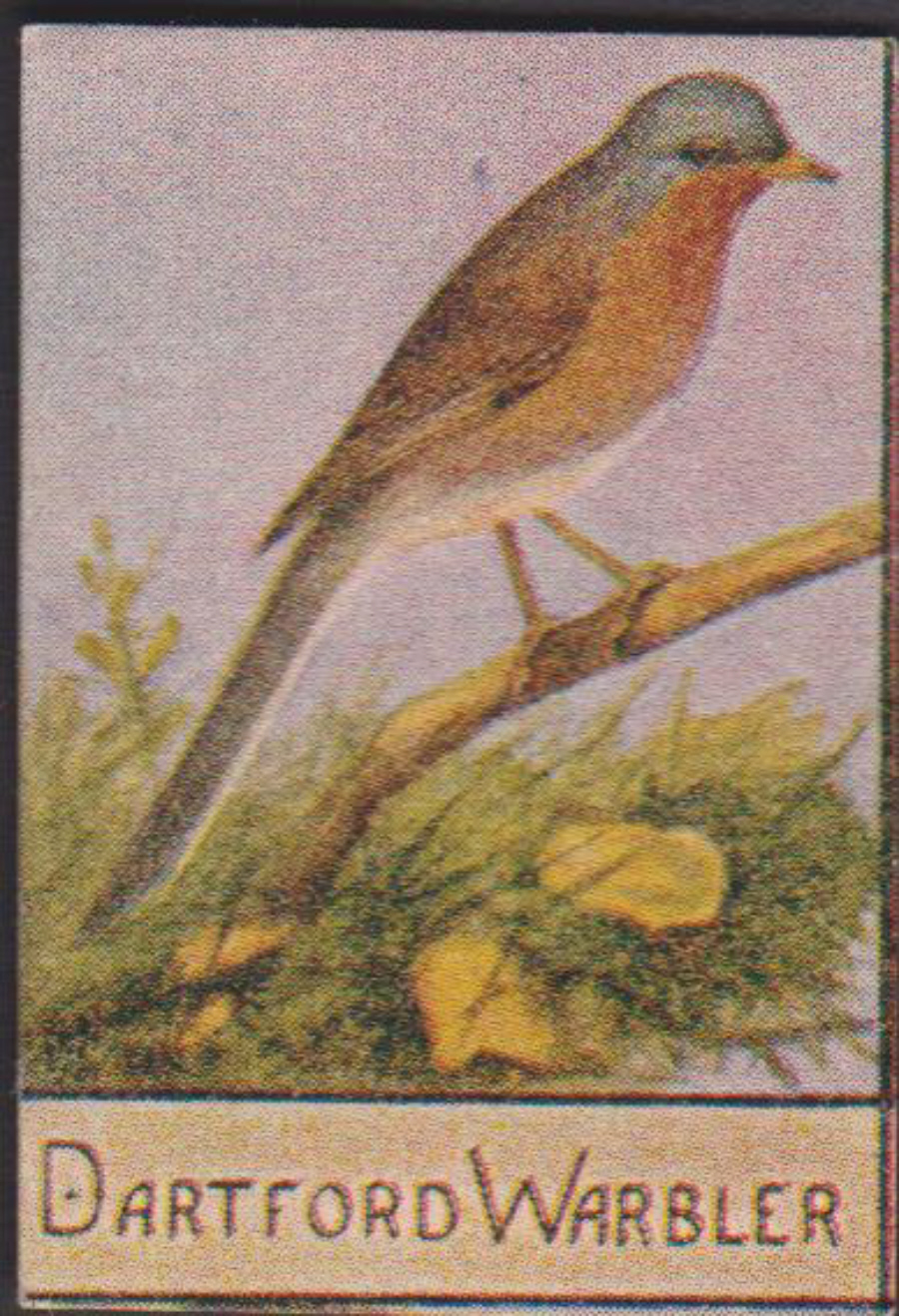 Spratt's British Bird Series Numbered No 86 Dartford Warbler - Click Image to Close