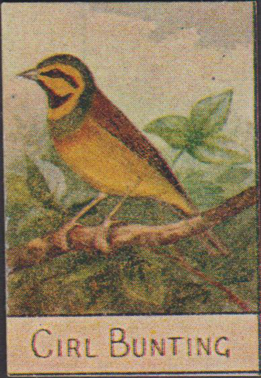 Spratt's British Bird Series Numbered No 87 Girl Bunting - Click Image to Close