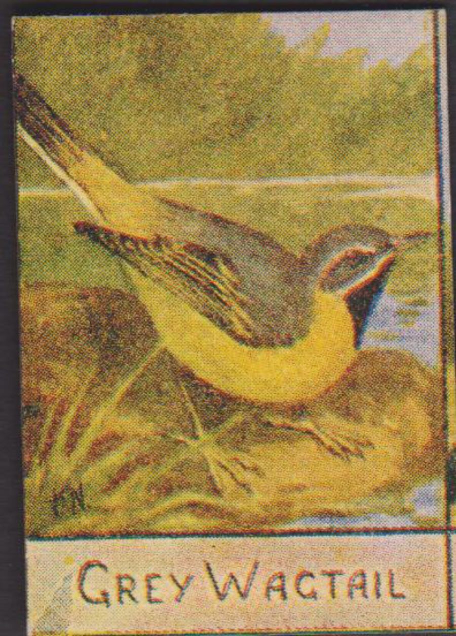 Spratt's British Bird Series Numbered No 91 Grey Wagtail