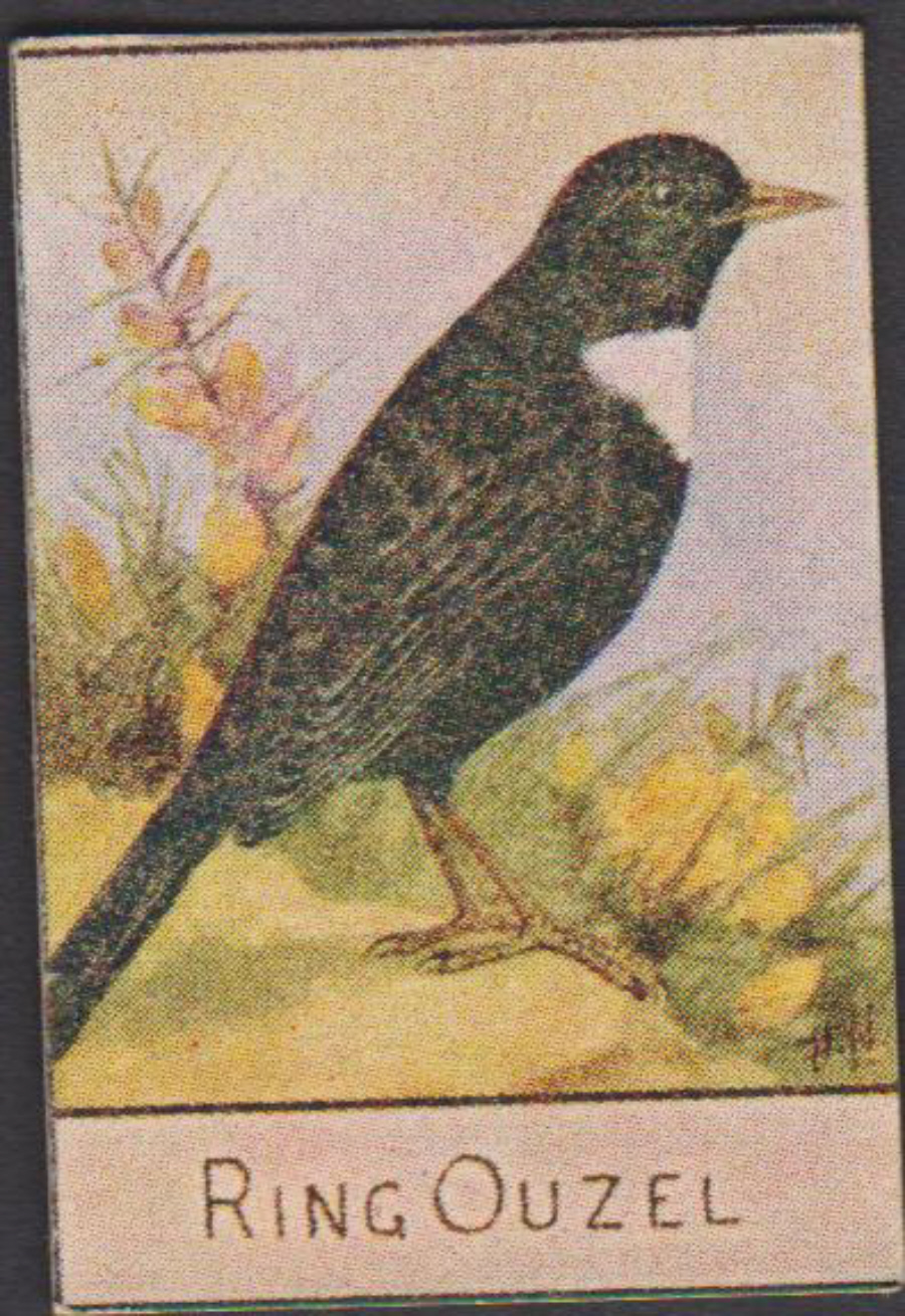 Spratt's British Bird Series Numbered No 92 Ring Ouzel