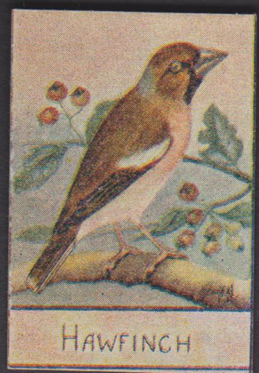 Spratt's British Bird Series Numbered No 78 Hawfinch