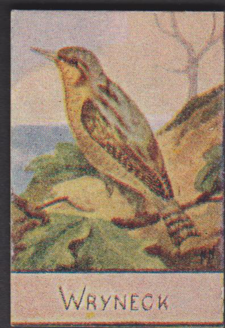 Spratt's British Bird Series Numbered No 80 Wryneck