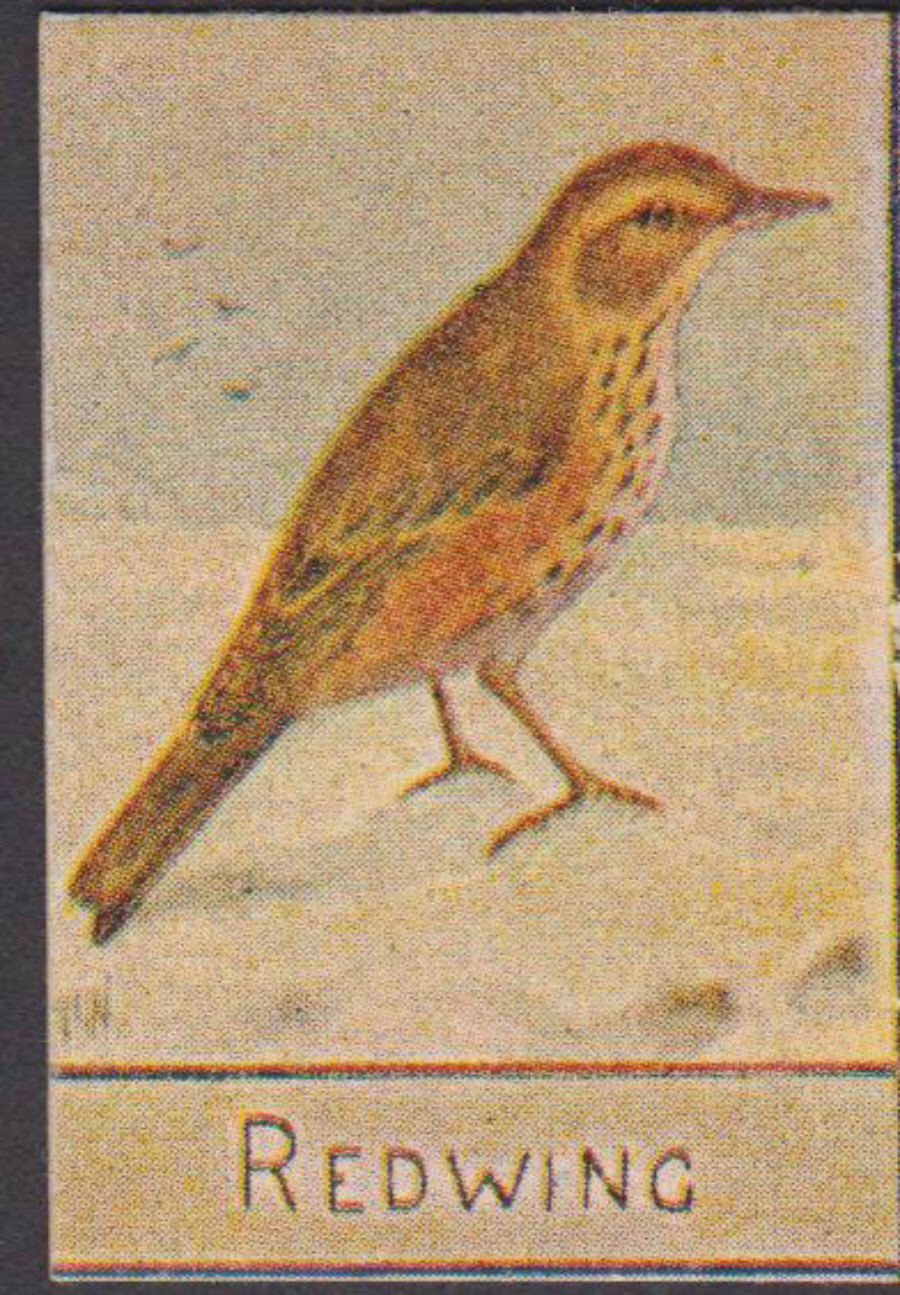 Spratt's British Bird Series Numbered No 84 Redwing - Click Image to Close