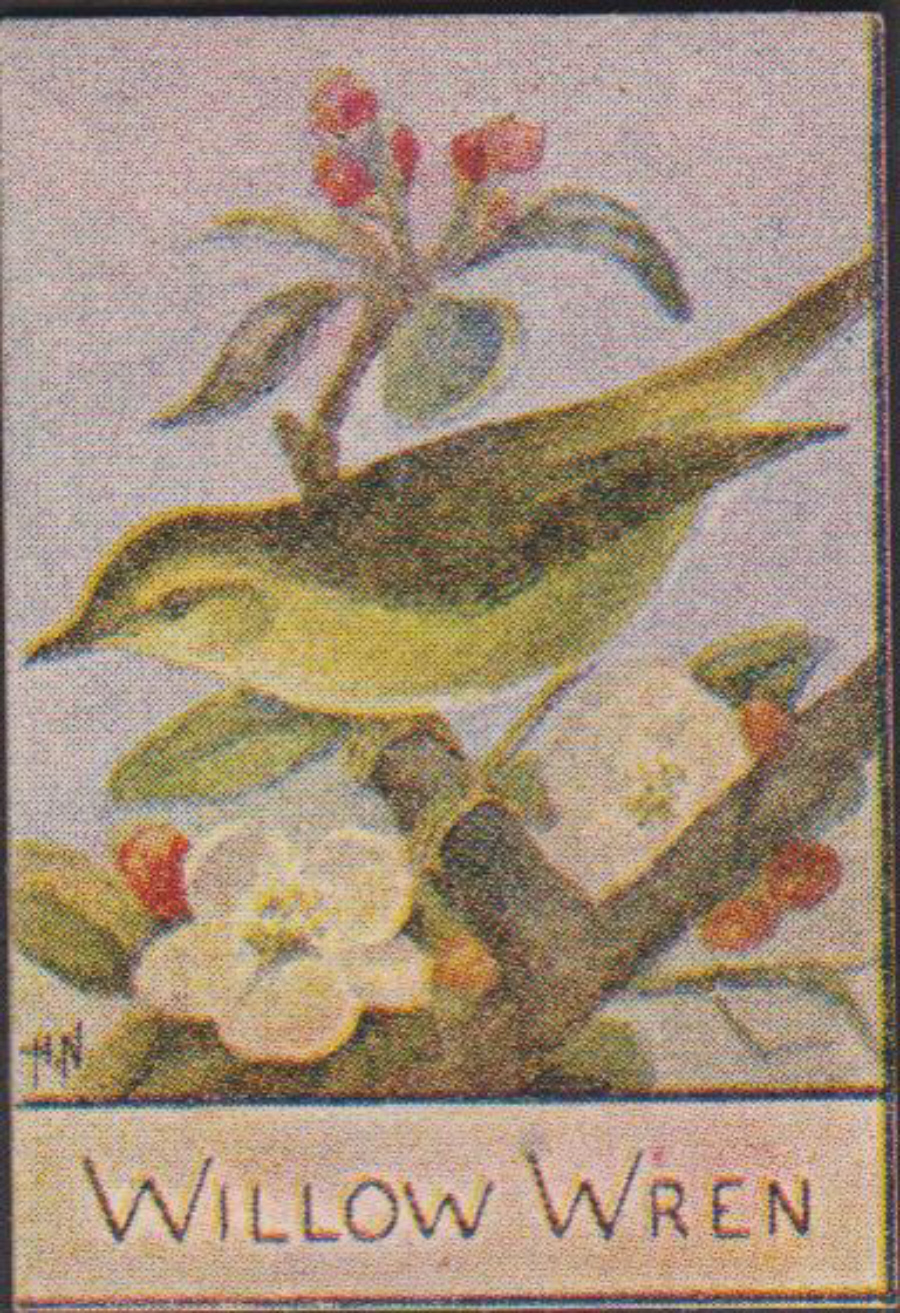 Spratt's British Bird Series Numbered No 85 Willow Wren - Click Image to Close