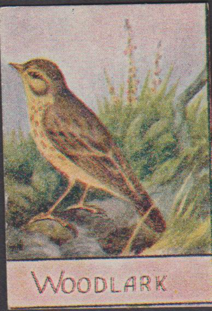Spratt's British Bird Series Numbered No 89 Woodlark