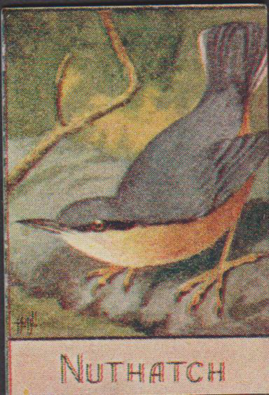 Spratt's British Bird Series Numbered No 90 Nuthatch