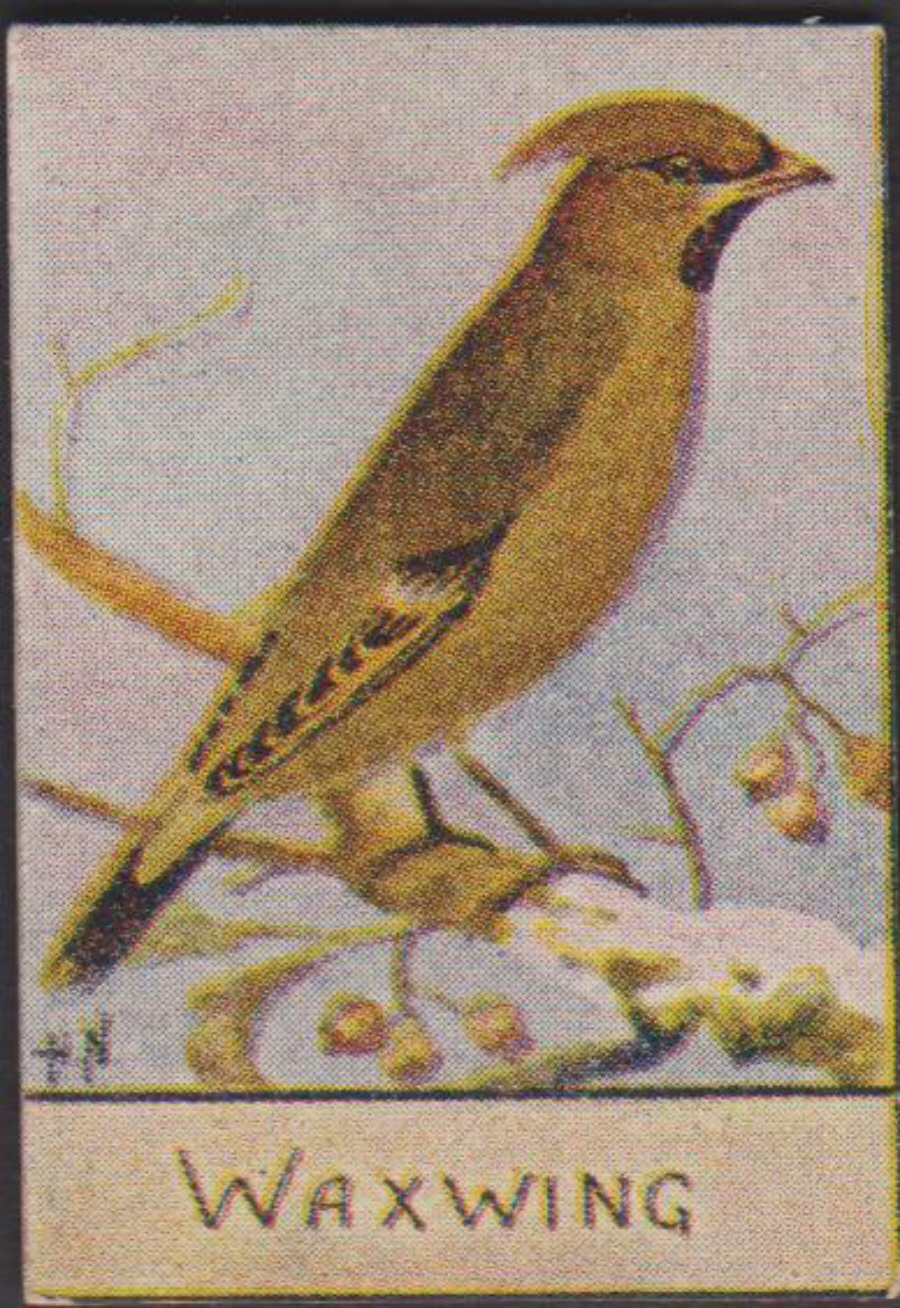 Spratt's British Bird Series Numbered No 97 Waxwing