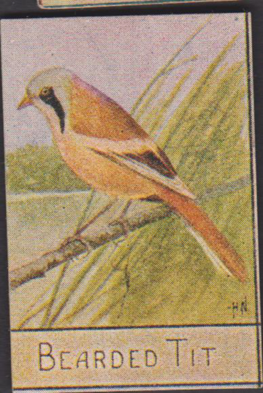 Spratt's British Bird Series Numbered No 83 Bearded Tit