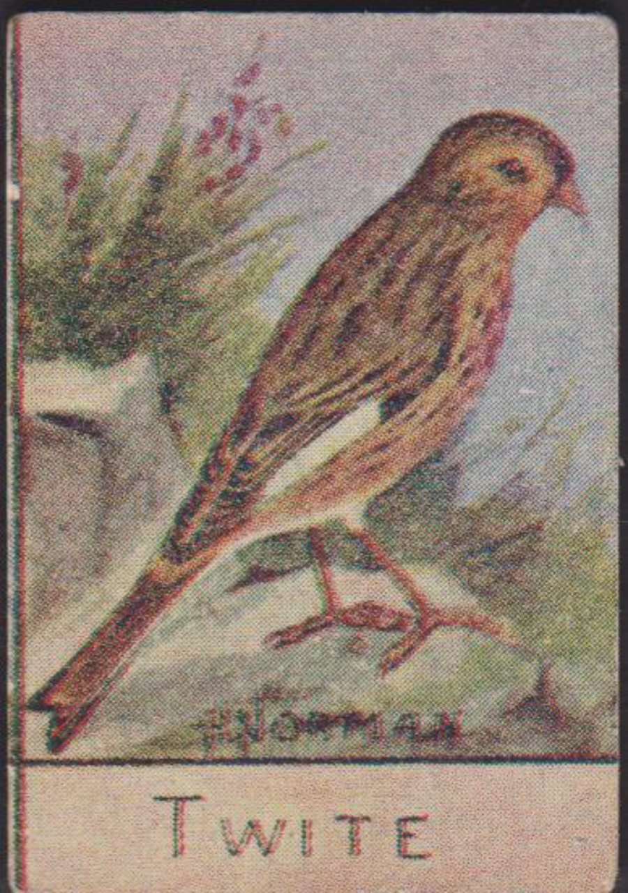 Spratt's British Bird Series Numbered No 100 Twite