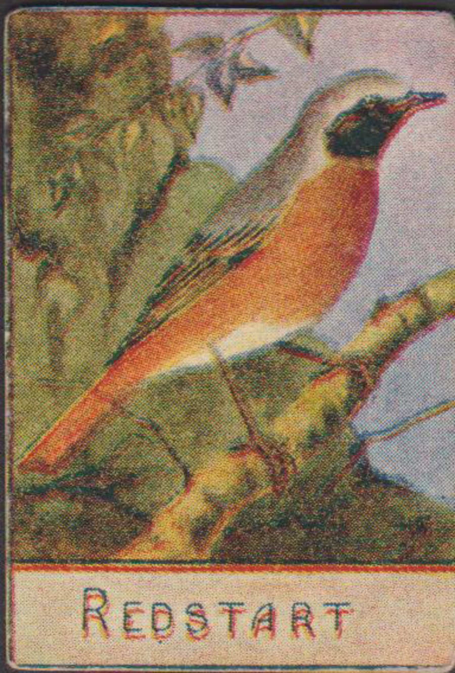 Spratt's British Bird Series Numbered No 99 Redstart - Click Image to Close