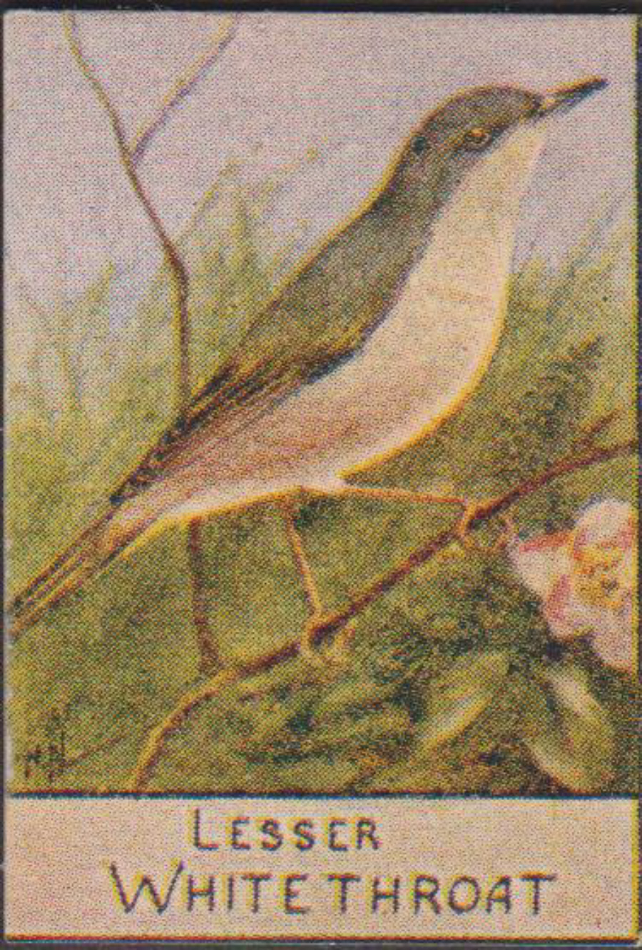 Spratt's British Bird Series Numbered No 94 Lesser Whitethroat - Click Image to Close