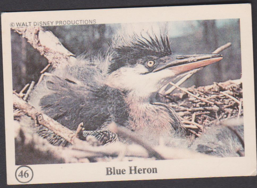 Typhoo Wonderful World of Disney No 46 Blue Heron